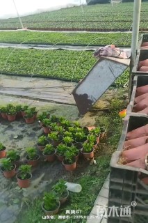 高度30厘米八仙花