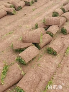 草卷状结缕草