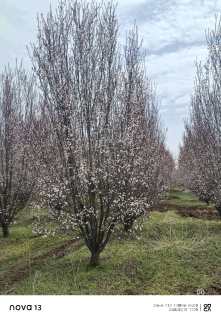 高度500厘米丛生紫叶李