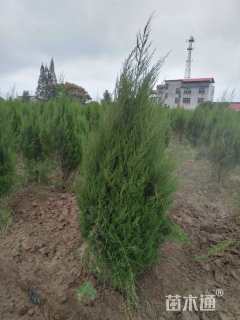高度200厘米塔柏