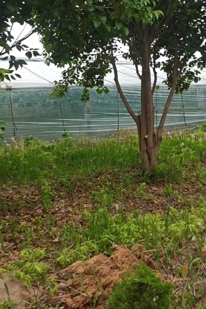 14公分柿树