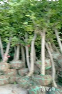 2公分红叶石楠
