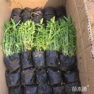 高度5厘米千屈菜