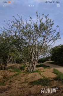 65公分(5杆)丛生朴树