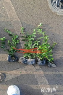 45厘米小叶扶芳藤