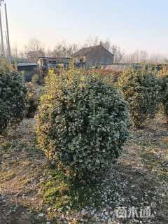 冠幅100厘米金边黄杨球