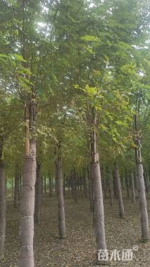 12公分嫁接香花槐