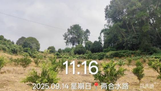 22公分桂花