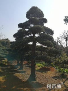 移栽苗造型罗汉松