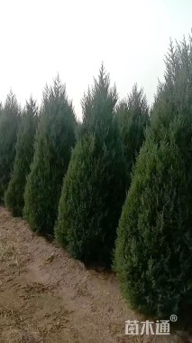 高度400厘米圆柏