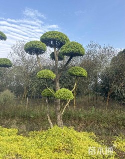 10公分造型千层金