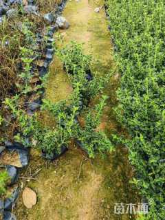 高度20厘米六月雪小苗