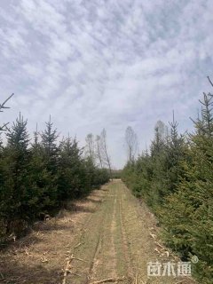 高度360厘米云杉