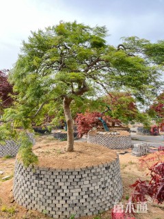 高度300厘米羽毛枫