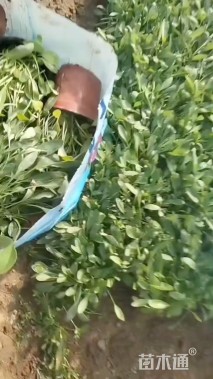 高度15厘米金鸡菊