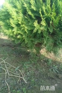 冠幅100厘米洒金柏球