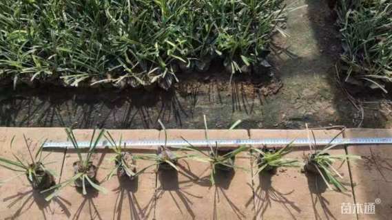 高度15厘米金边麦冬