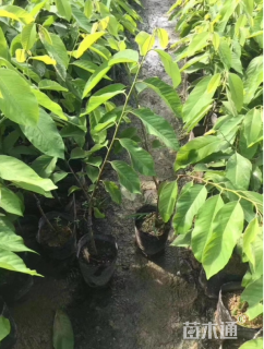 高度80厘米释迦果