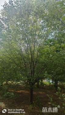 15公分绚丽海棠