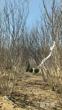 高度400厘米丛生紫薇