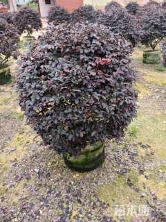 冠幅90厘米红花继木球