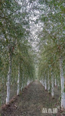 12公分金丝垂柳