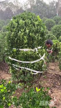 冠幅180厘米大叶黄杨球