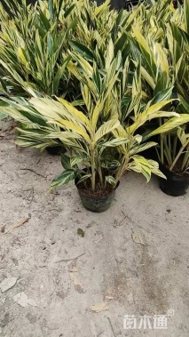 高度50厘米花叶良姜