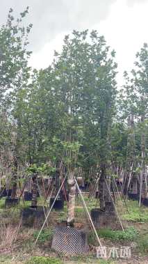 12公分荷花玉兰