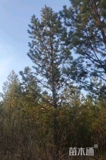 高度800厘米樟子松