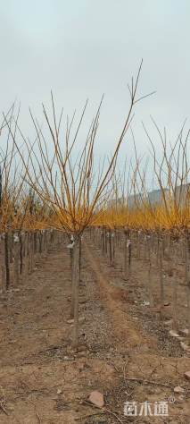 4公分矮接金枝槐