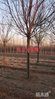8公分国槐