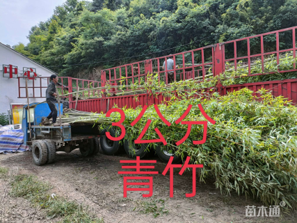地栽苗青皮竹