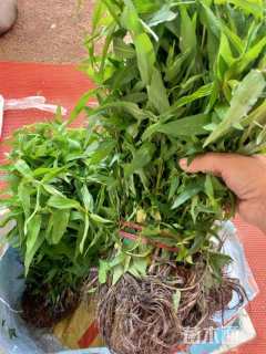 高度20厘米千屈菜