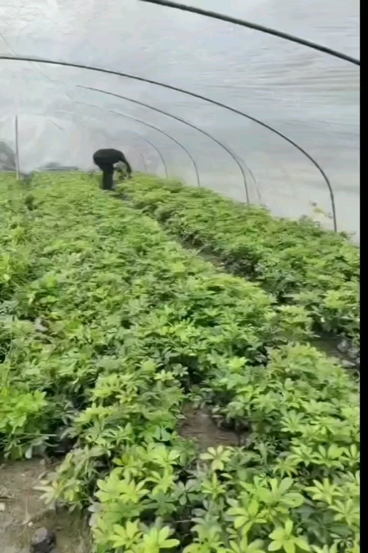 高度20厘米鸭脚木