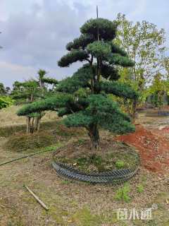 20公分造型小叶女贞