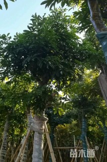 5公分海南红豆