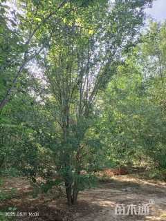 15公分榆树
