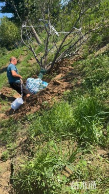 10公分紫叶稠李