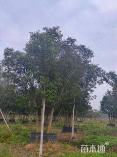 高度450厘米丛生大叶女贞