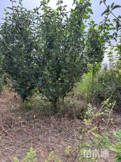 高度300厘米木本绣球