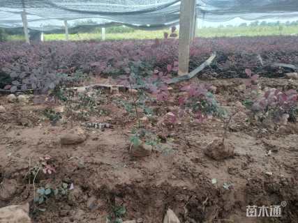 高度40厘米红花继木