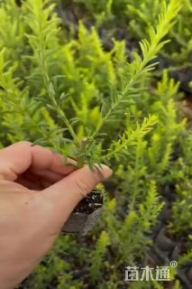 高度30厘米澳洲米花