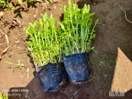 高度15厘米千屈菜