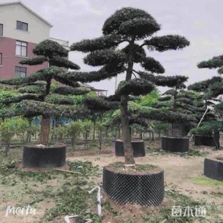 容器苗造型罗汉松