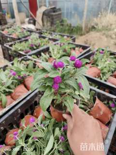 高度20厘米千日红