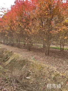 15公分美国红枫