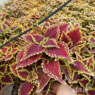 高度25厘米彩叶草