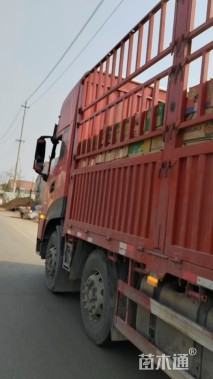 高度30厘米四季海棠