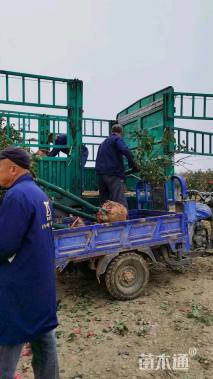 6公分高杆树状月季